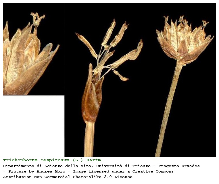 Trichophorum cespitosum (L.) Hartm.